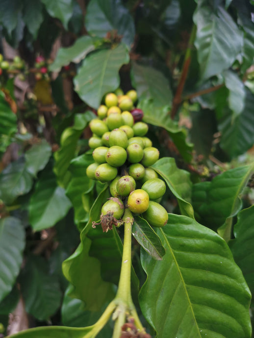 Top Single Origin Coffee in the Philippines